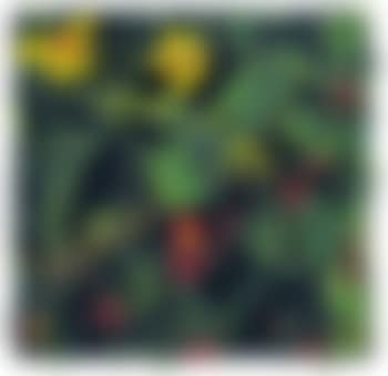 Zucchine e fragole (preview)