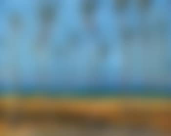Palm Trees on the Beach (preview)