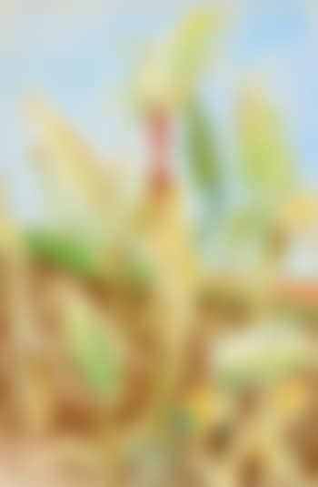 Mais (Corn) (preview)