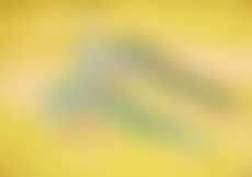 Les paons (preview)
