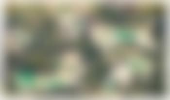 Hunde (preview)