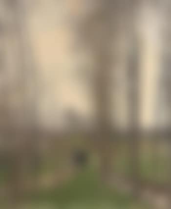 Charrette dans un sous-bois (preview)