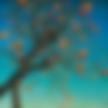 Persimmons (preview)