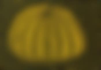 Pumpkin (preview)