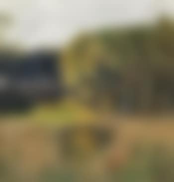 Rehe in der Waldlichtung (preview)