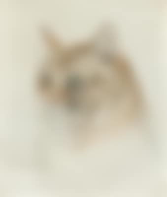 Katze (preview)