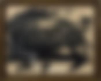 Animal (preview)