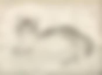 Chat gris (Chat souriant) (preview)
