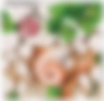 Piccolo Nautilus (preview)