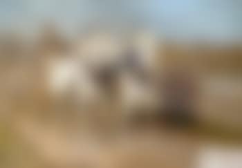 Zwei Schimmel am Bauernwagen (preview)