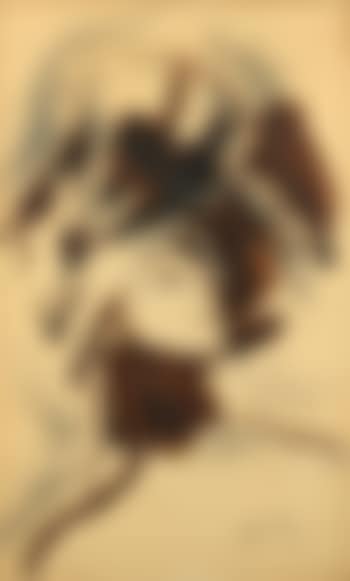 Two female faces (preview)