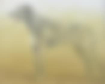 Irish Wolfhound (preview)