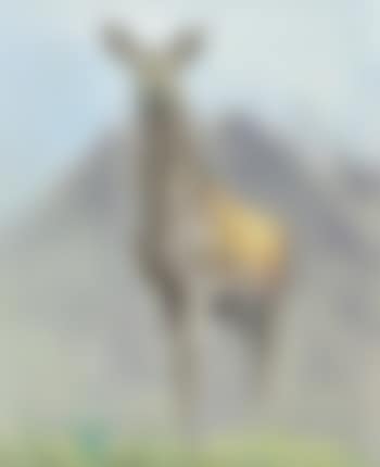 Doe A Deer (preview)
