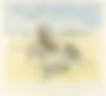 Cavalier cosmique (preview)