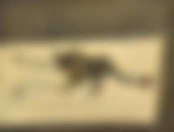Chicken (preview)