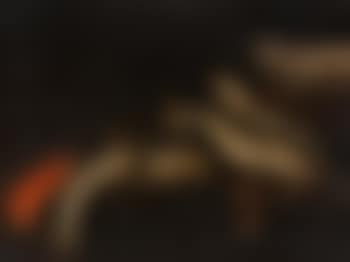 Fish Still Life (preview)
