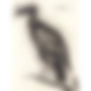 Le bestiaire - Vautour (preview)