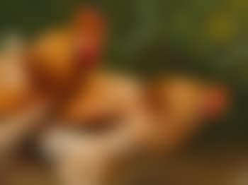 Rooster and Hen (preview)