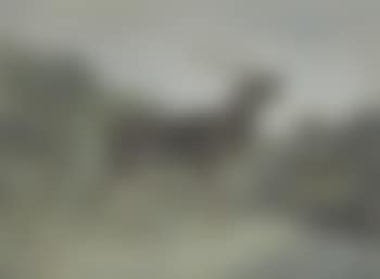 Deer in landscape (preview)