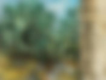 Cactus (preview)