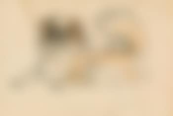 Pekinese (preview)