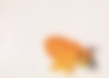 Hund (preview)