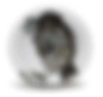 Oiseau au ver (preview)