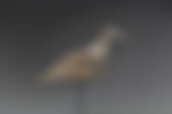 Ruddy Turnstone (preview)
