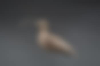 Hook-Bill Curlew (preview)