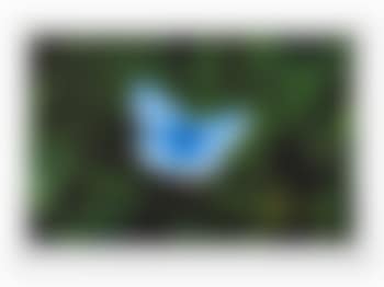 Love Prints Adonis Blue Butterfly (preview)