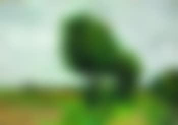 Landscape with big trees and grazing cows (preview)