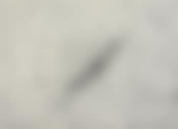 Insect slant (preview)