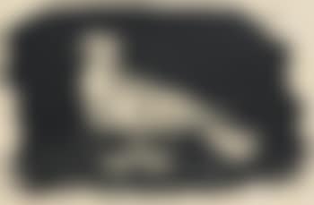 Pigeon blanc, fond noir (preview)