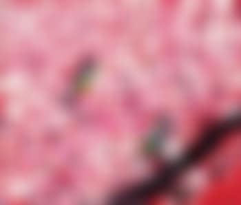 Cherry blossom (preview)