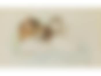 Stolze Mutter (preview)