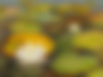 Water Lilies (preview)