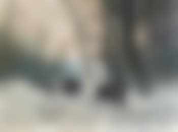 Wild Boar in a Winter Woodland Clearing (preview)