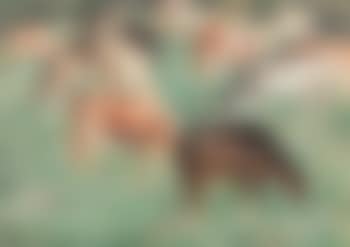 Grazing cows in Flanders (preview)