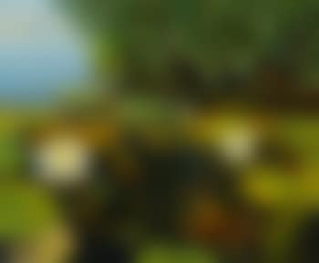 Water lilies in the reeds (preview)