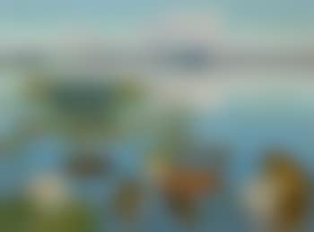 Water lilies in the Loosdrechtse Plassen (preview)
