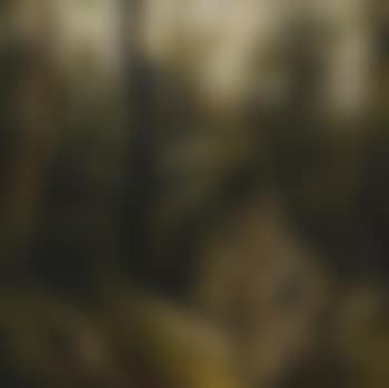 Animal Hidden in the Forest Floor (preview)