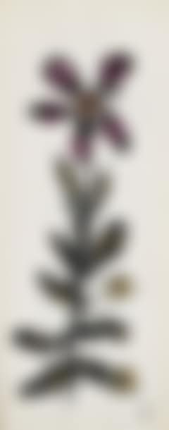 Fleur (Rose et orange) (preview)