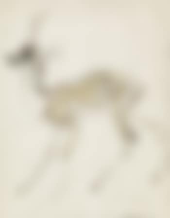 Junger Rehbock (preview)