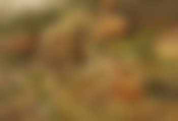 Playing Fox Cubs (preview)