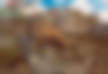 "Young Falcon With Young Partridge" (preview)