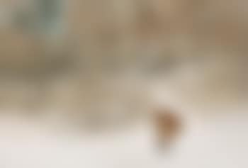 Fox In A Winter Landscape (preview)