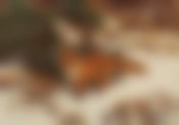 Fox In A Winter Landscape (preview)