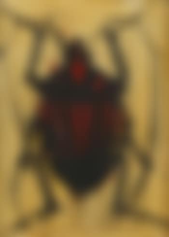 Coleoptère (Graphosoma linealum) (preview)