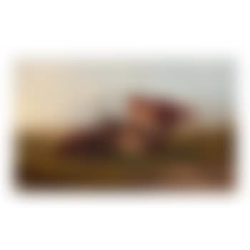 Cows at Rest in Meadow (preview)