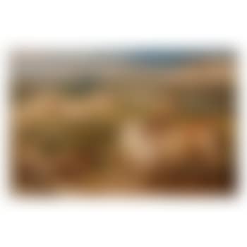 Sheep in Pastoral Landscape (preview)